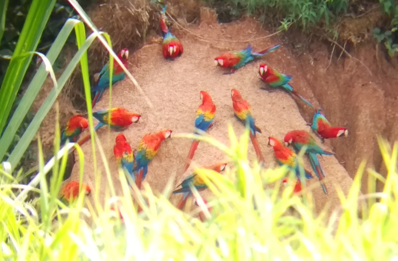 Mizen x 2 - Tambopata Research Center - Macaw Clay Lick.jpg