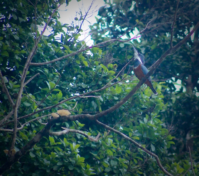 Walter x 3 - Sinchicuy Amazon Lodge - Kingfisher.jpg