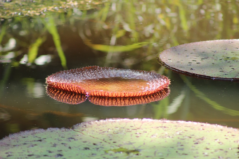 Walter x 3 - Sinchicuy Amazon Lodge - Victoria Regia.jpg