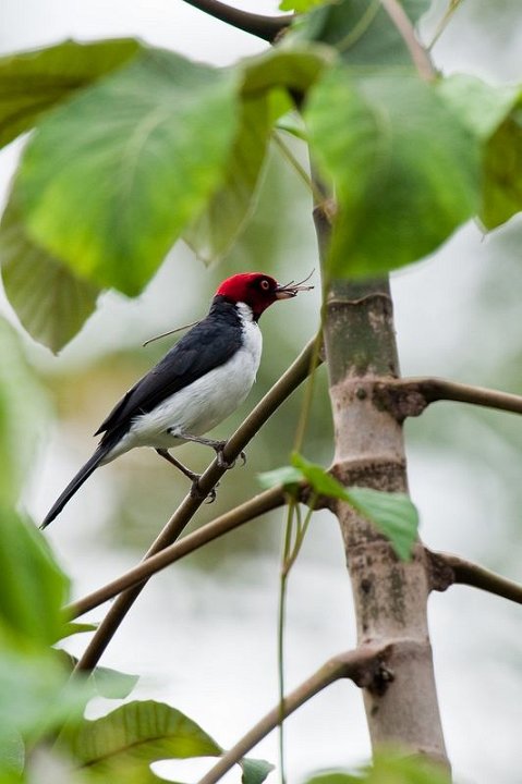 Northern Peru Birding Route - Amazonas.jpg
