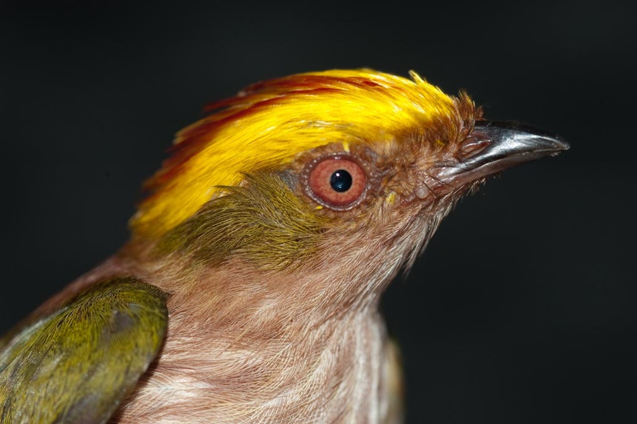 Northern Peru Birding Route - Amazonia.jpg