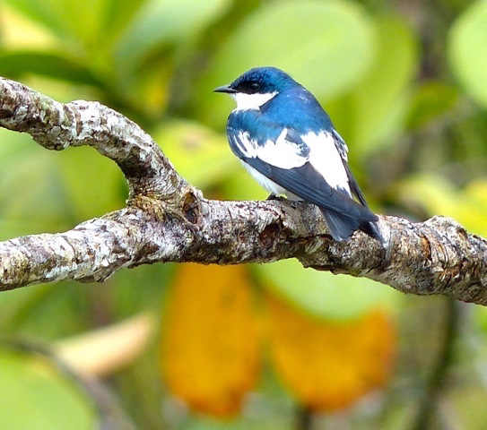 Northern Peru Birding Route - Blue Tit.jpeg