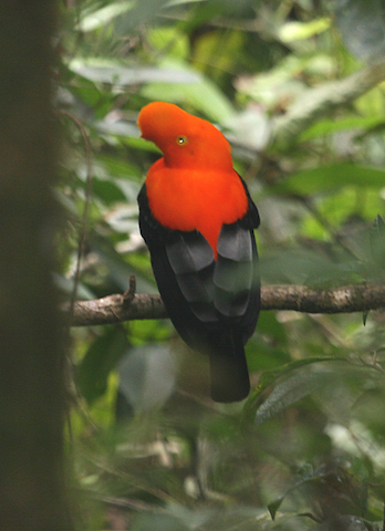 Tarapoto - Chiclayo Birding - Cock of the Rock.jpg