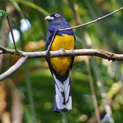 Northern Peru Birding Route - Green-Backed Trogon - Tahuayo.jpg