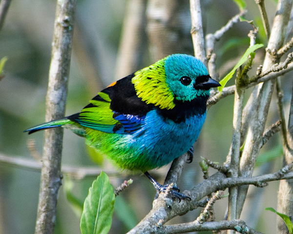 Northern Peru Birding Route - High Amazon.jpg