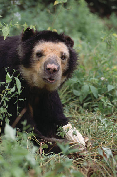 Chaparri Ecological Reserve - Rescued Spectacled Bear.jpg