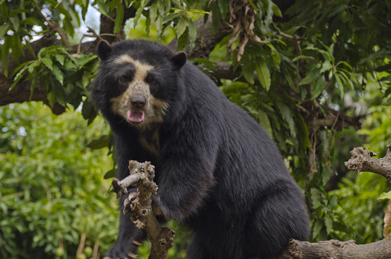 Chaparri Ecological Reserve - Spectacled Bear.jpg