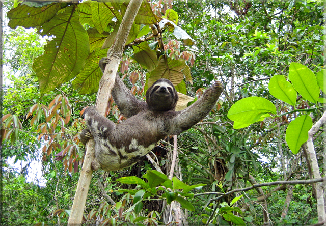 Iquitos - Pilpuntiwasi Butterfly Farm & Amazon Animal Orphanage - 3-Toed Sloth.jpg