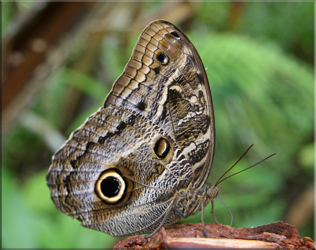 Iquitos - Pilpuntiwasi Butterfly Farm & Amazon Animal Orphanage - Owl Butterfly.jpg