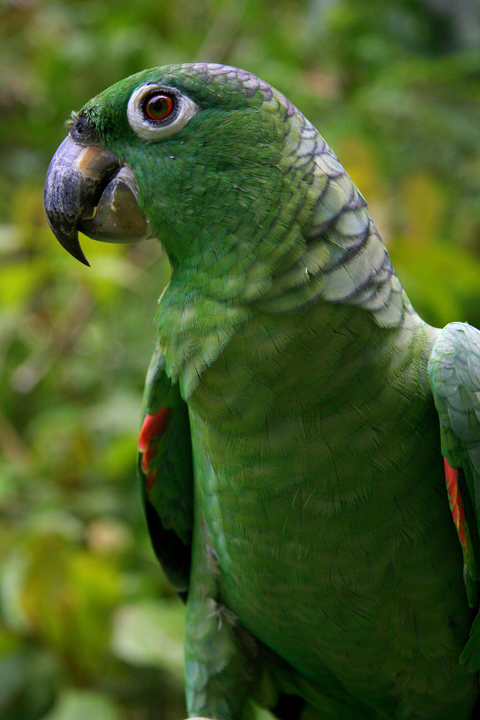 Iquitos - Pilpuntiwasi Butterfly Farm & Amazon Animal Orphanage - Parrot.jpg