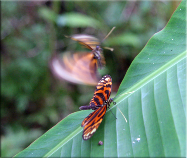 Iquitos - Pilpuntiwasi Butterfly Farm & Amazon Animal Orphanage - Tiger Butterflies.jpg