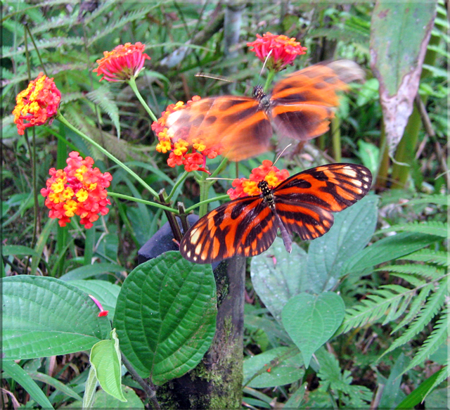 Iquitos - Pilpuntiwasi Butterfly Farm & Amazon Animal Orphanage - Tiger Butterflies on the wing.jpg