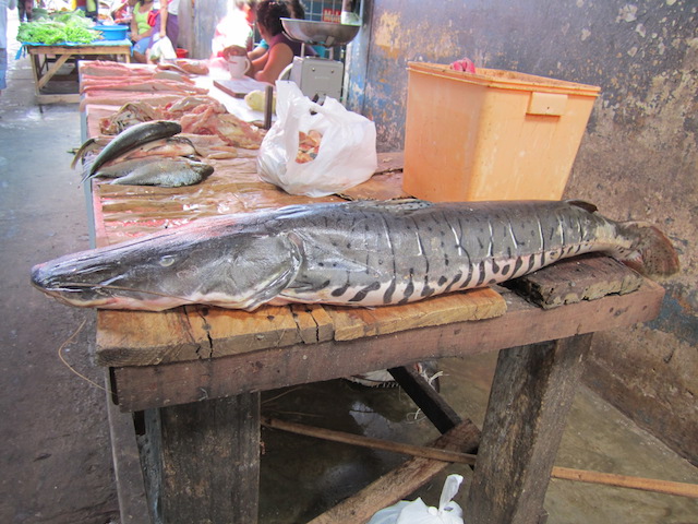 Iquitos, Loreto - Belen Market - Catfish.JPG