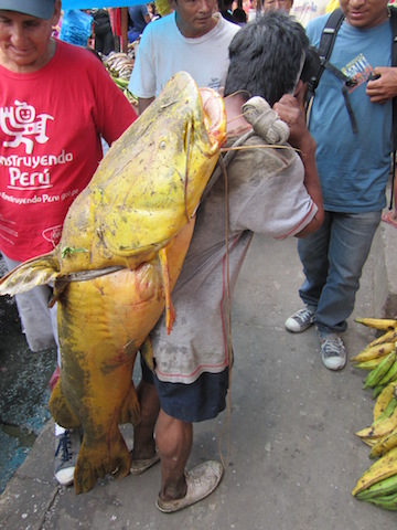 Iquitos, Loreto - Belen Market - Fish Delivery.JPG