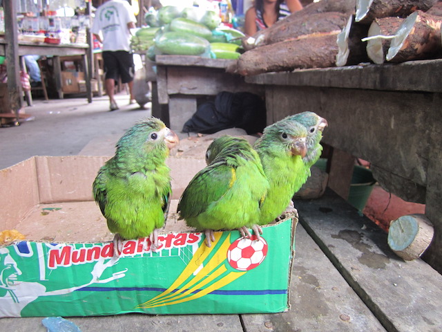 Iquitos, Loreto - Belen Market - Parrots for Sale.JPG