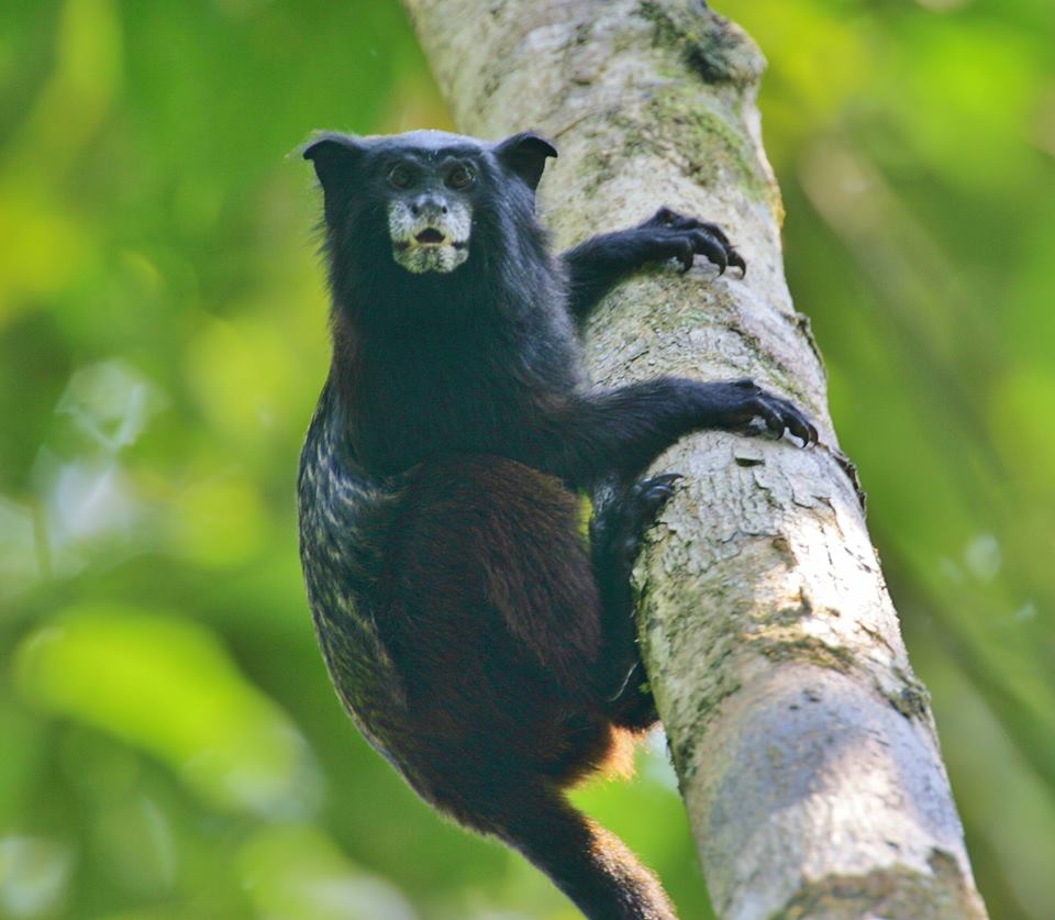 Amazon River Cruises - Saddle-Back Tamarin.jpg