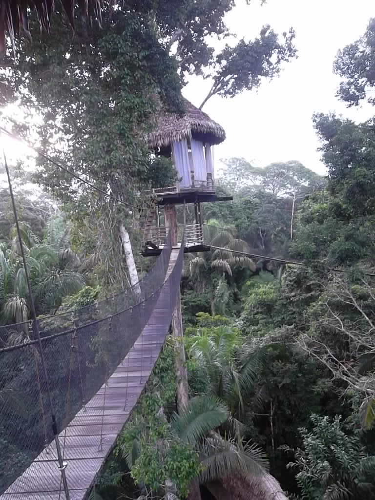 Anne Askew - Treehouse Lodge - Canopy Walkways.JPG