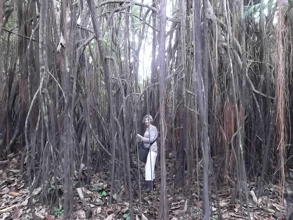 Anne Askew - Treehouse Lodge - Mangroves.JPG