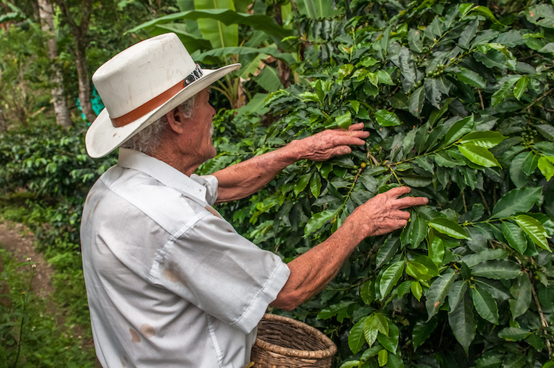 Colombian Highlights - Coffee Region - Bean Selection.jpg