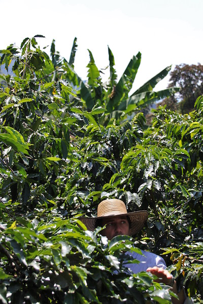Colombian Highlights - Coffee Region - Coffee Plants.JPG