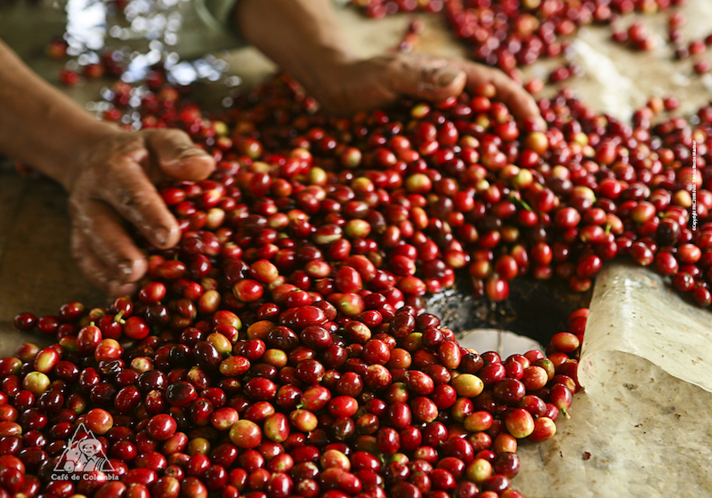Colombian Highlights - Coffee Region - Coffee Beans.jpg
