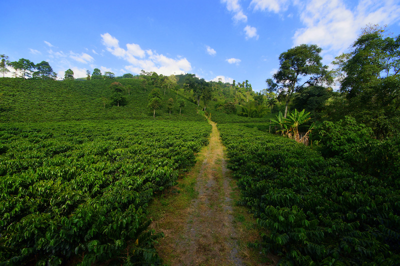 Colombian Highlights - Coffee Region - Plantation.jpg