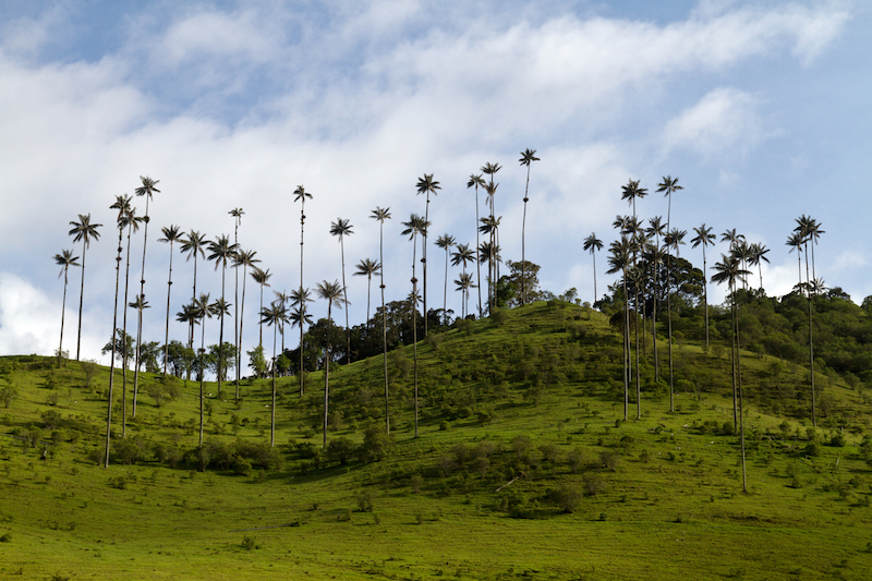 Colombian Highlights - Coffee Region - Wax Palms on Hillside.jpg