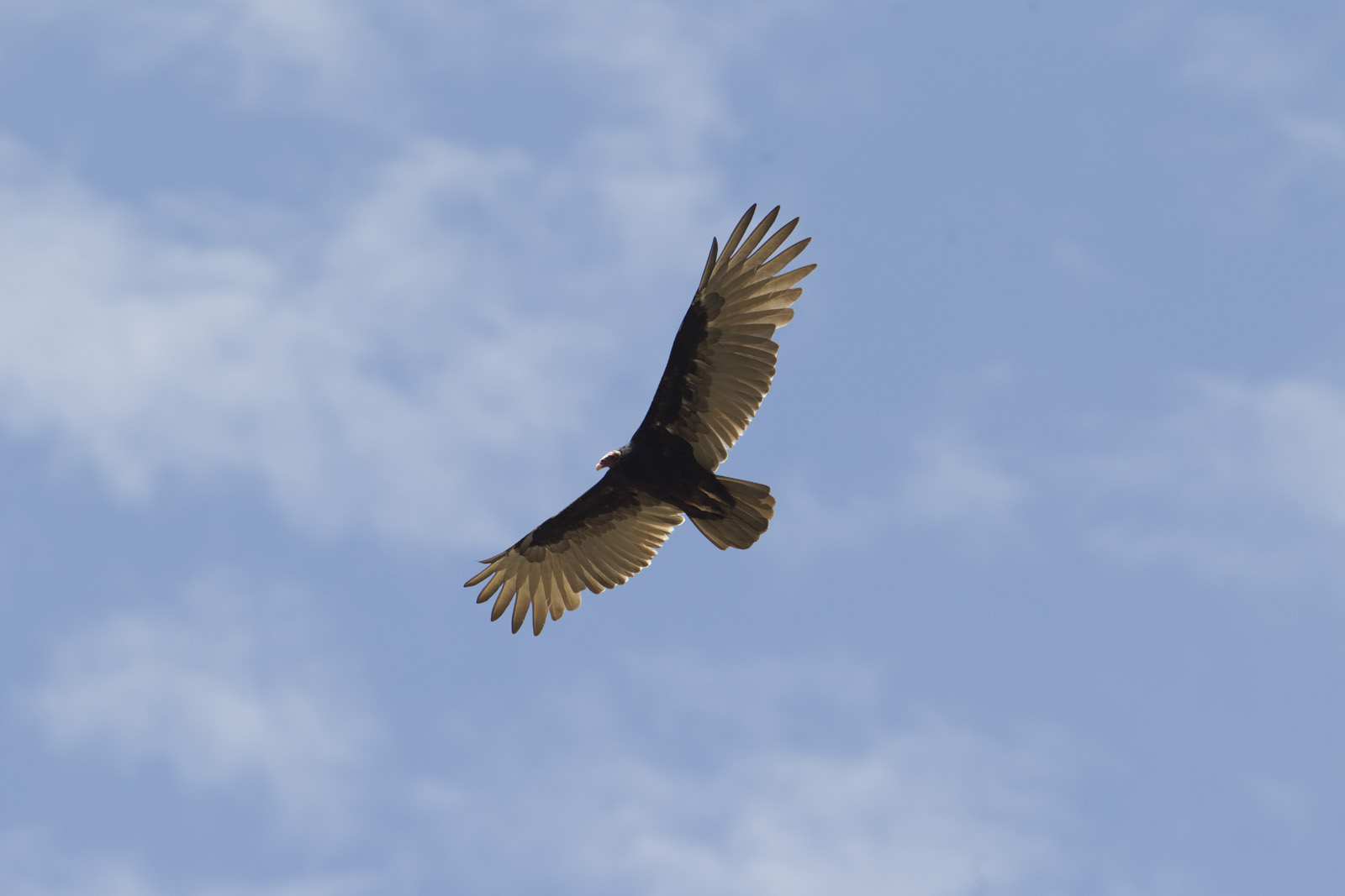 Laquipampa Wildlife Reserve - Turkey Vulture.jpg