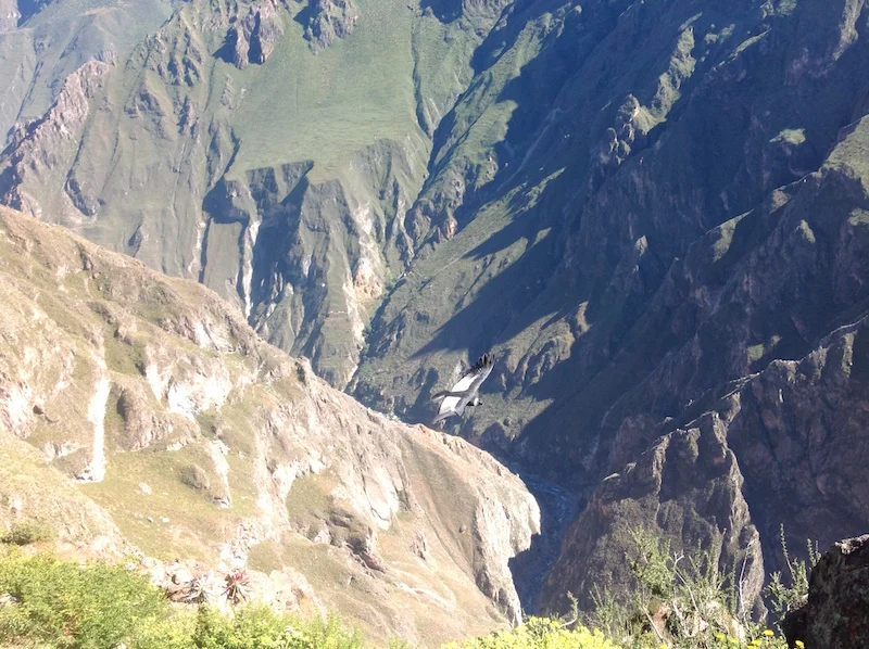 Arequipa & Colca Canyon 4D - Condors.JPG