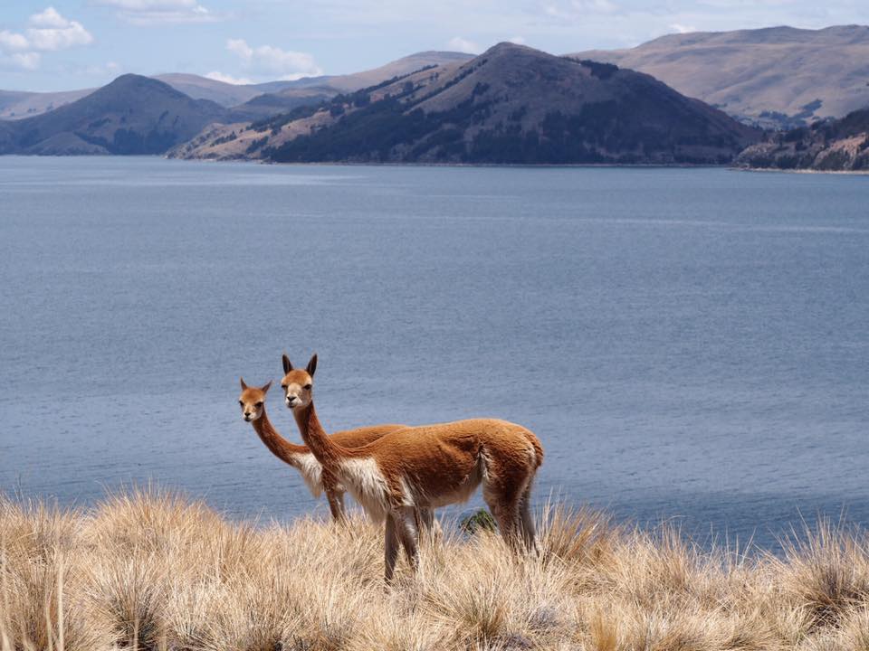 Lake Titicaca 4D - Suasi Island Vicuñas.jpg