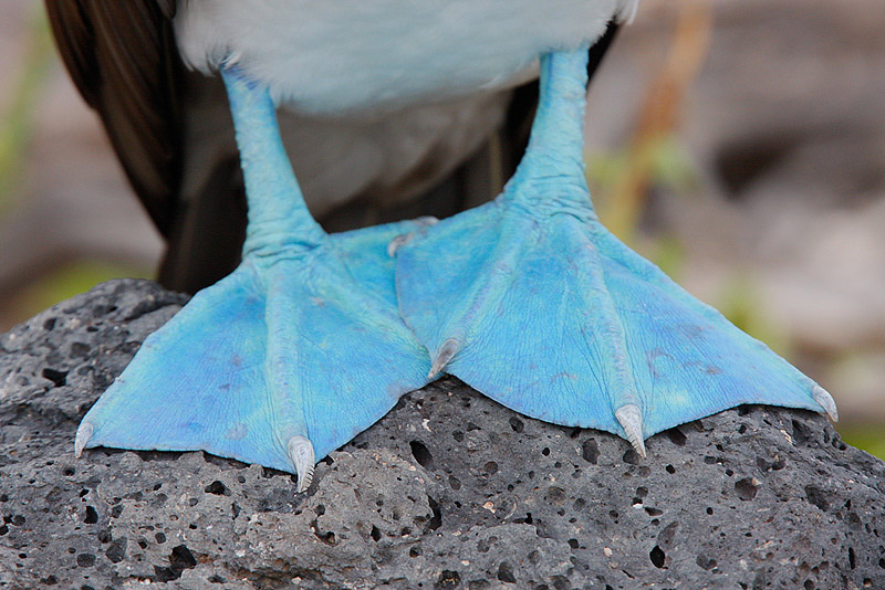 Paracas & Nazca Lines 3D - Blue-Footed Booby.jpg
