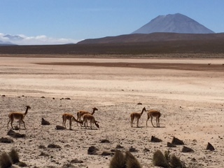 Dallas, Elana x 2 - Arequipa & Colca - Vicuñas & El Misti.JPG