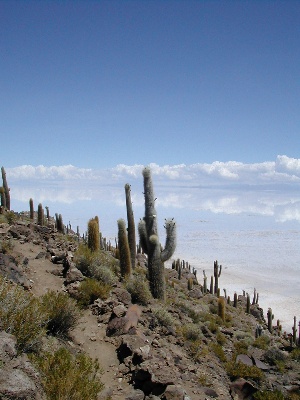 La Paz & Uyuni 4D - Fish Island.jpg