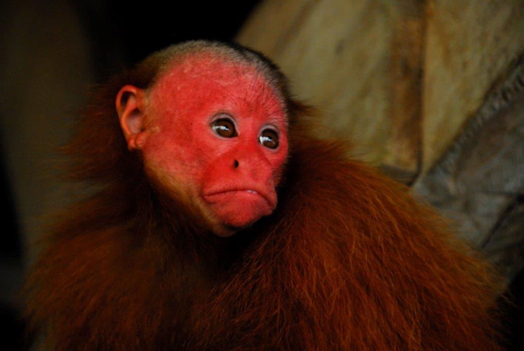 Matses National Reserve - Red Uakari Monkey.jpg