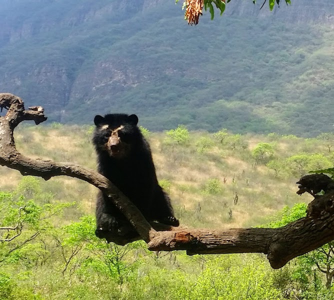 Chaparri Ecological Reserve52.jpg