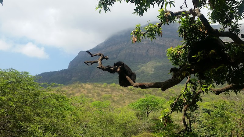 Chaparri Ecological Reserve53.jpg