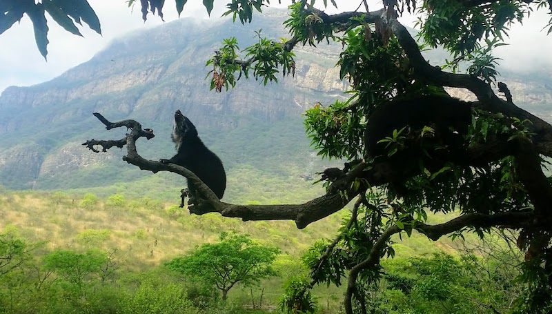 Chaparri Ecological Reserve57.jpg