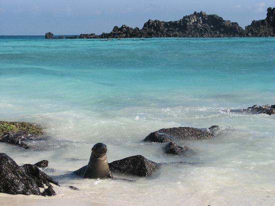 Galapagos Islands 5D - Beach with Seals.jpg