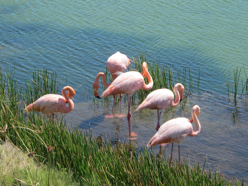 Galapagos Islands 5D - Flamingos.JPG