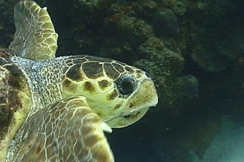 Galapagos Islands 5D - Hawksbill Turtle.jpg
