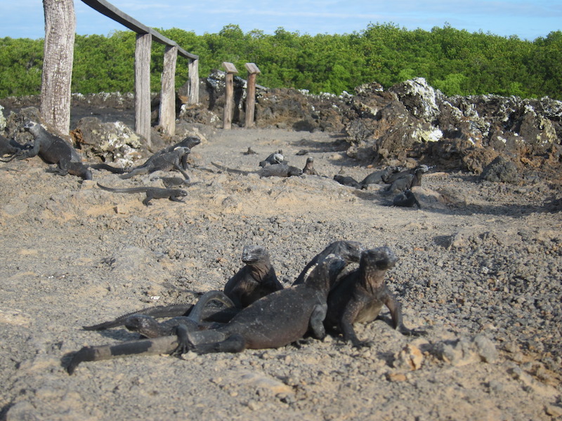 Galapagos Islands 5D - Many Iguanas on Volcanic Path.jpg