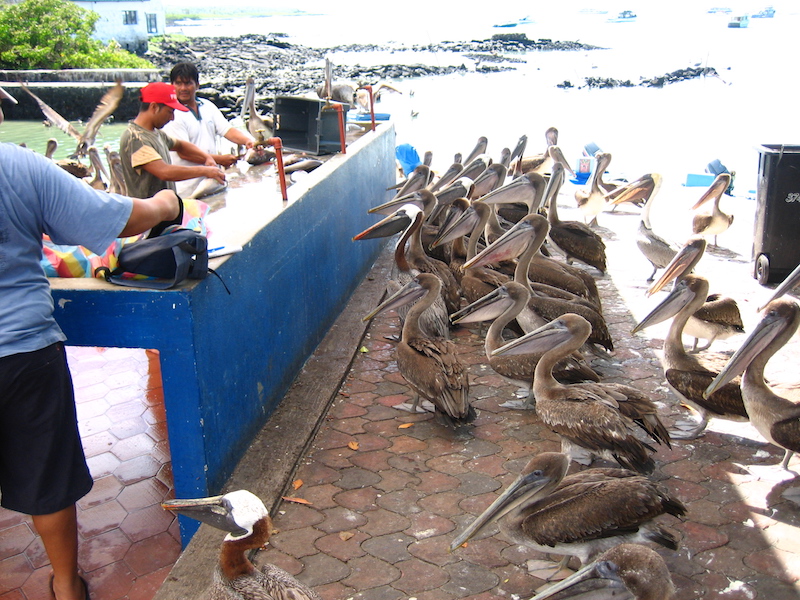 Galapagos Islands 5D - Pelicans.jpg