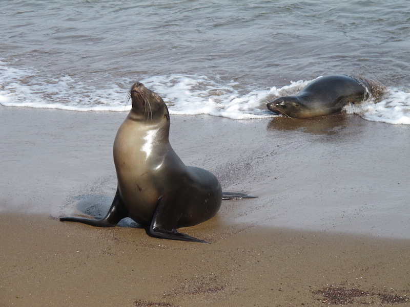 Galapagos Islands 5D - Sea Lions.JPG