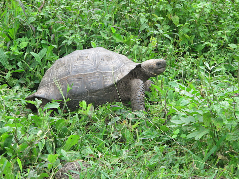 Galapagos Islands 5D - Tortoise.JPG