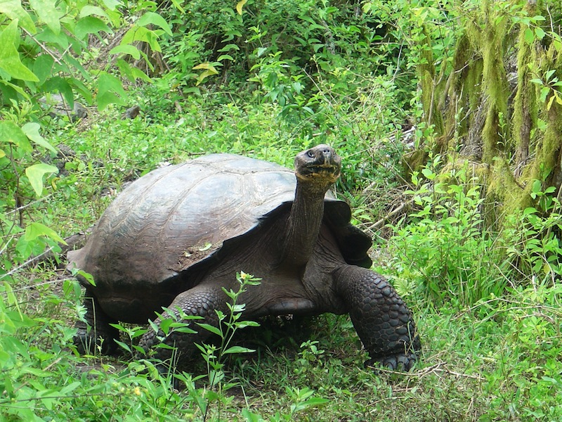 Galapagos Islands 5D - Galapagos Tortoise.jpg