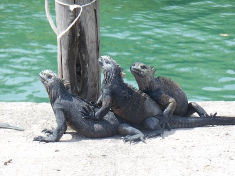 Galapagos Islands 5D - Iguanas Relaxing.jpg