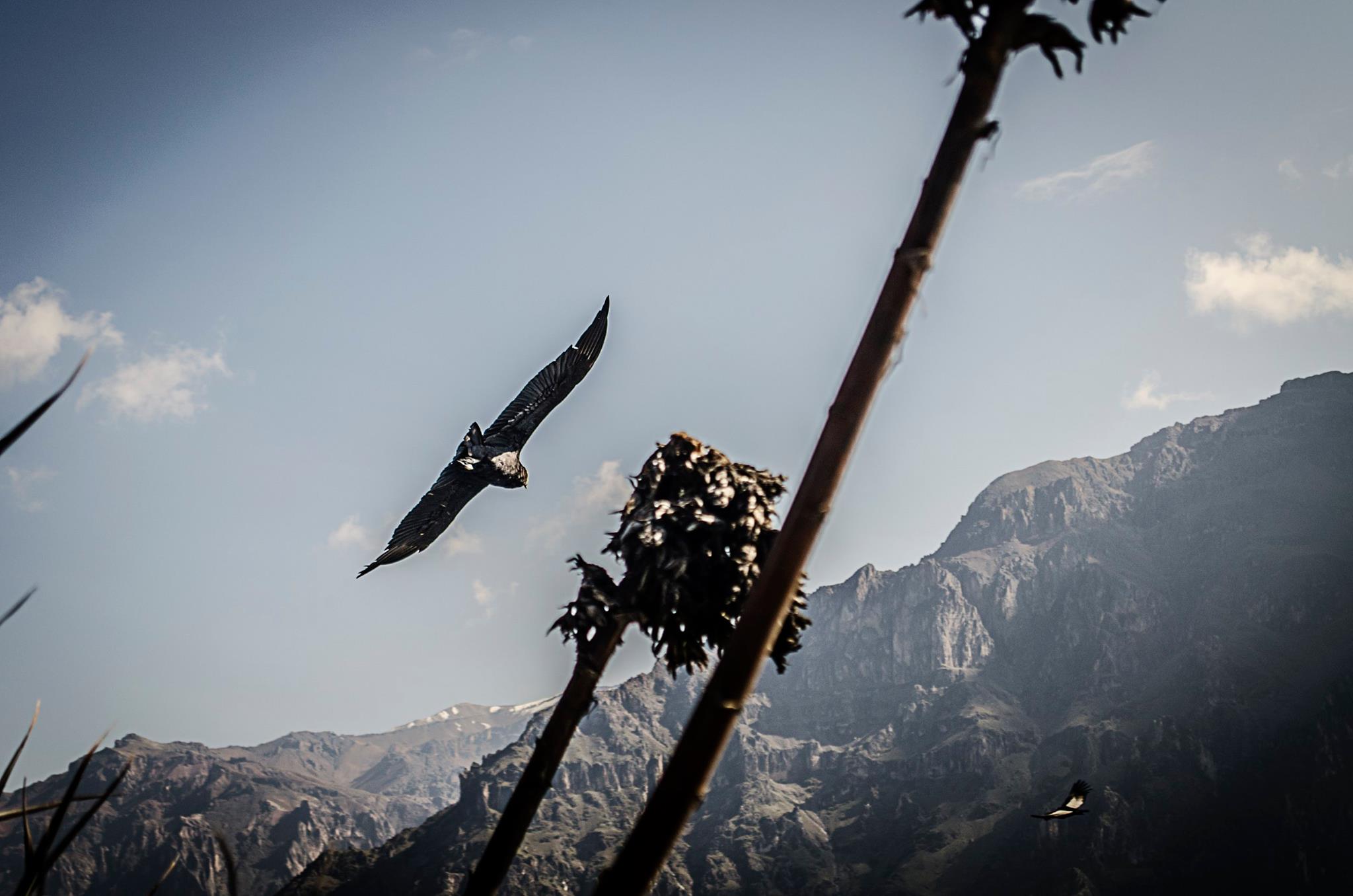 Smith, Stacey & Andrew - Colca Canyon5.jpg