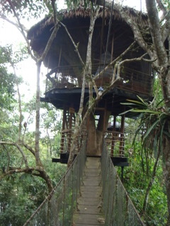 Morgan x 2 - Treehouse Lodge, Iquitos2.jpeg
