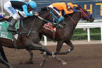 Horse Racing in Lima - Hipodromo de Monterrico8.jpg