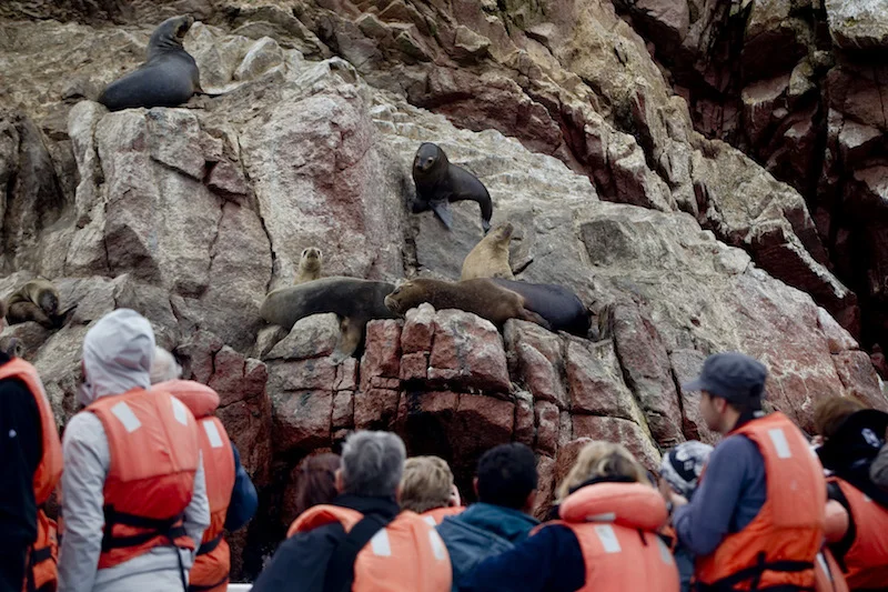 Close-up to sea lions on a Ballestas Islands boat tour. 